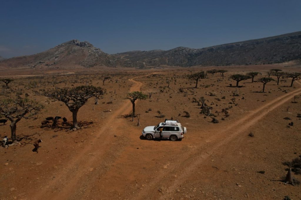 Dragon blood trees scattered across the Socotra highlands
