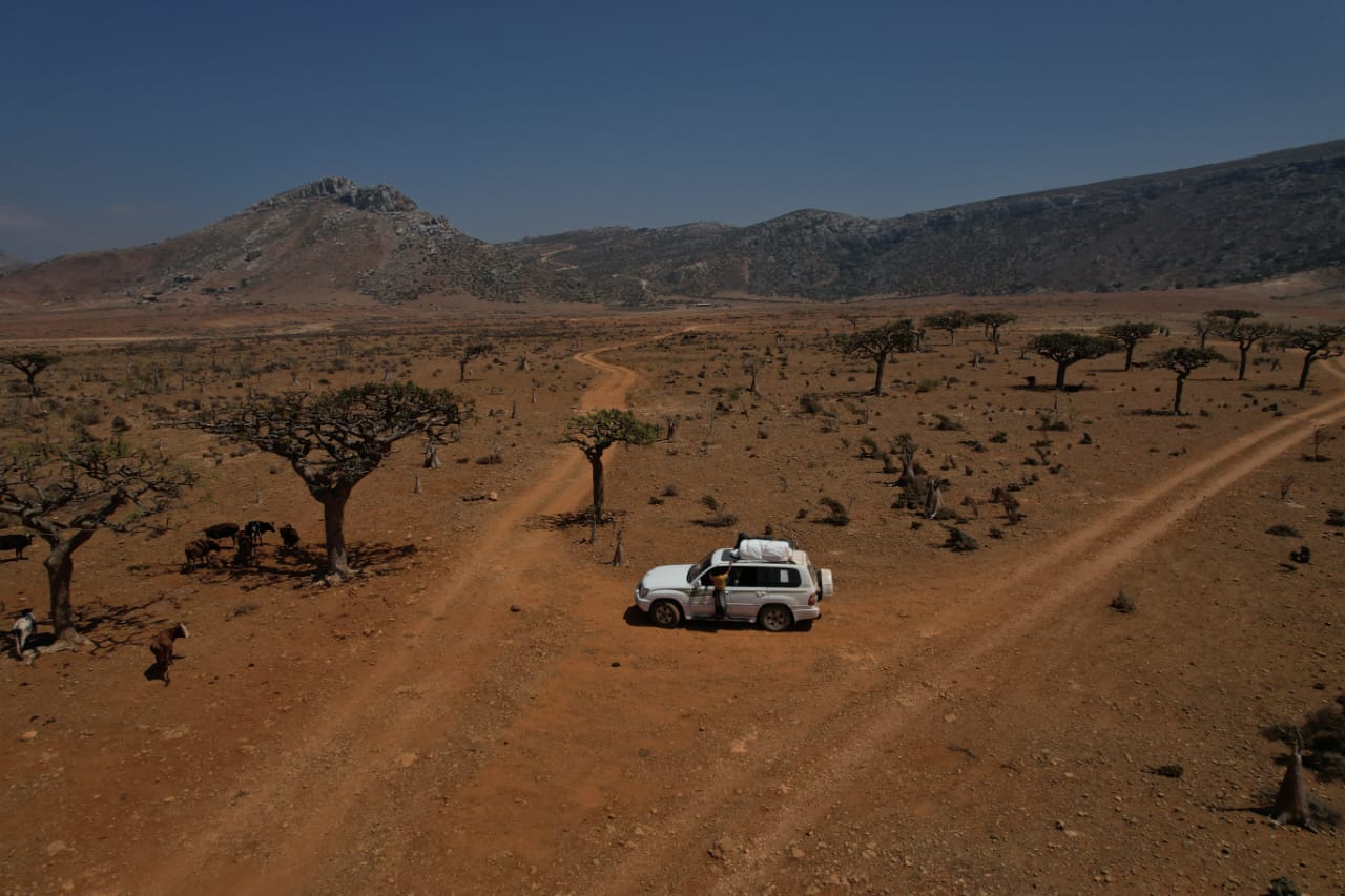 Dragon blood trees scattered across the Socotra highlands beside a touring 4x4