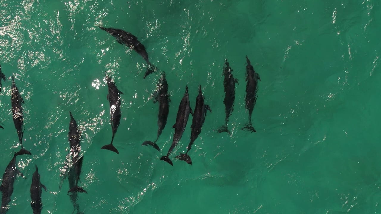 A pod of dolphins seen from above in turquoise water off Socotra